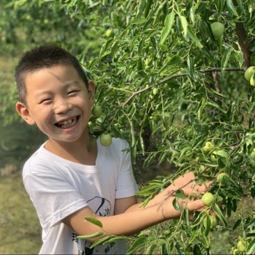 一件代发~山东鲜枣~沾化冬枣~抖音~快手~对接各大电商
