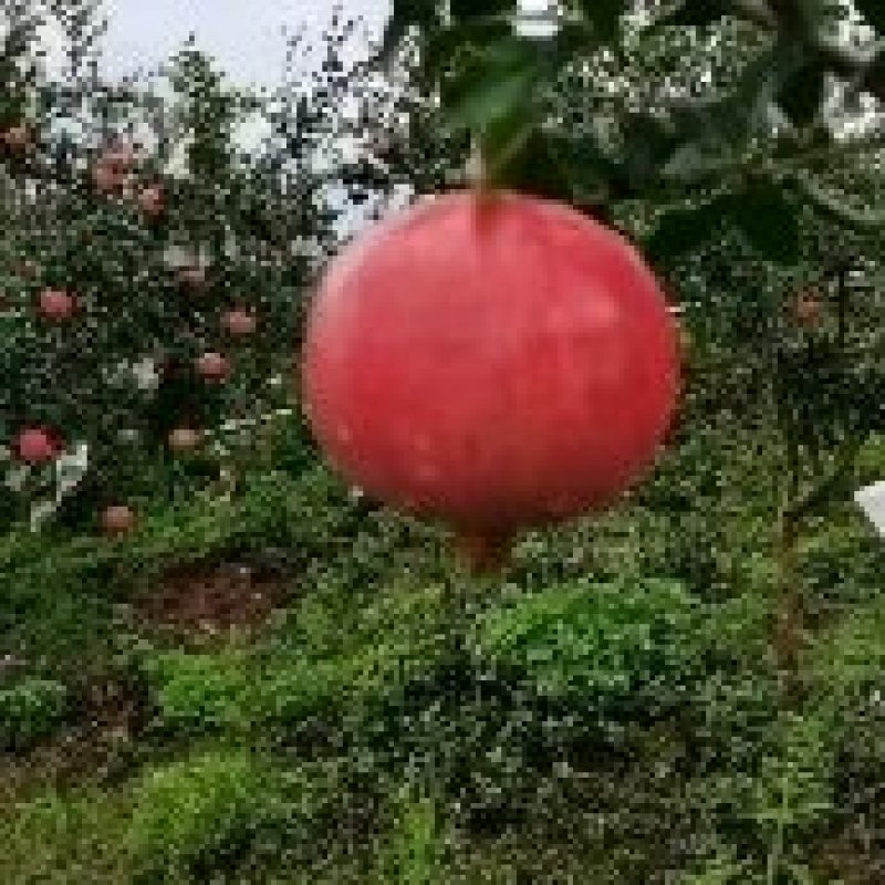 会理石榴