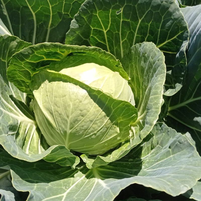 甘蓝青海大通高原夏菜，圆包菜绿球，绿包菜
