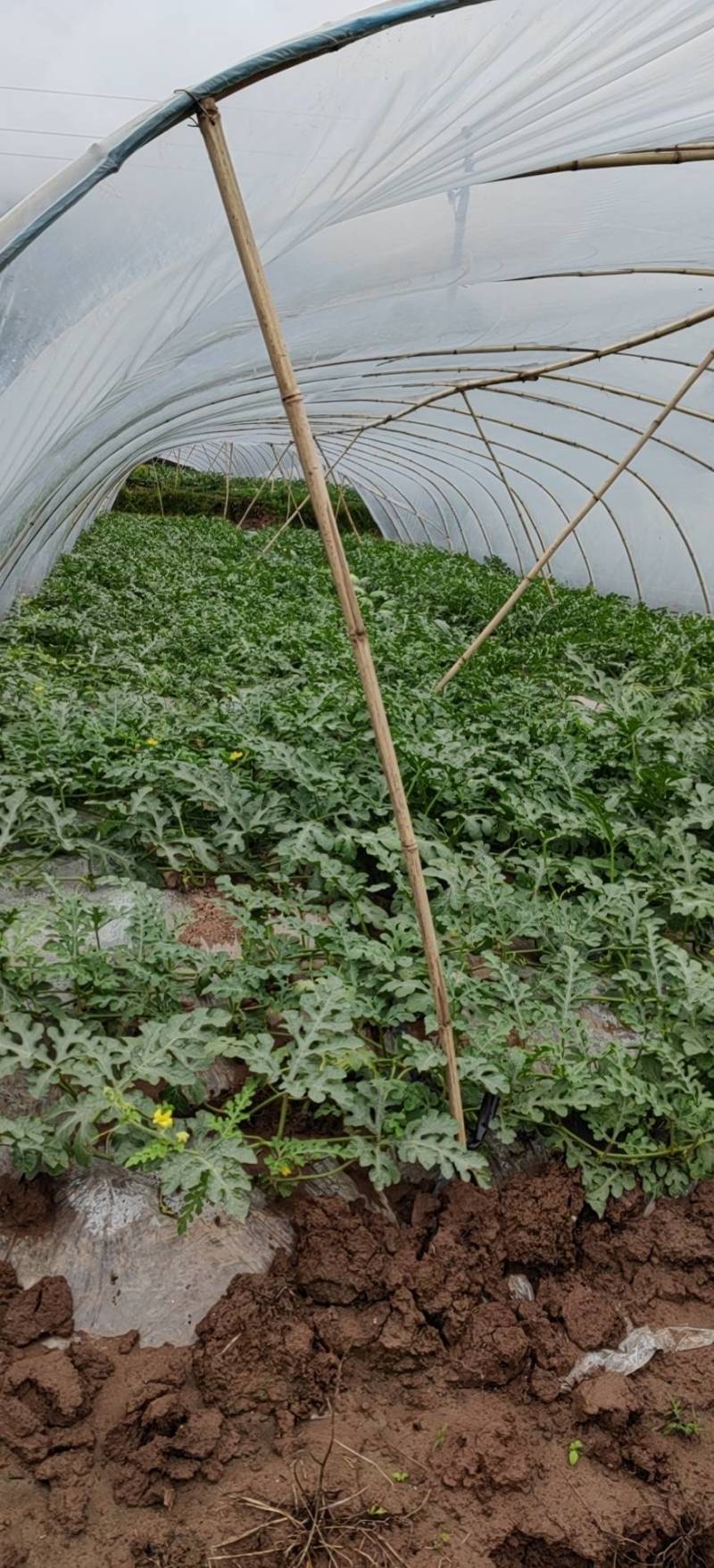8424玉翠瓜皮薄瓜甜，瓜型标准