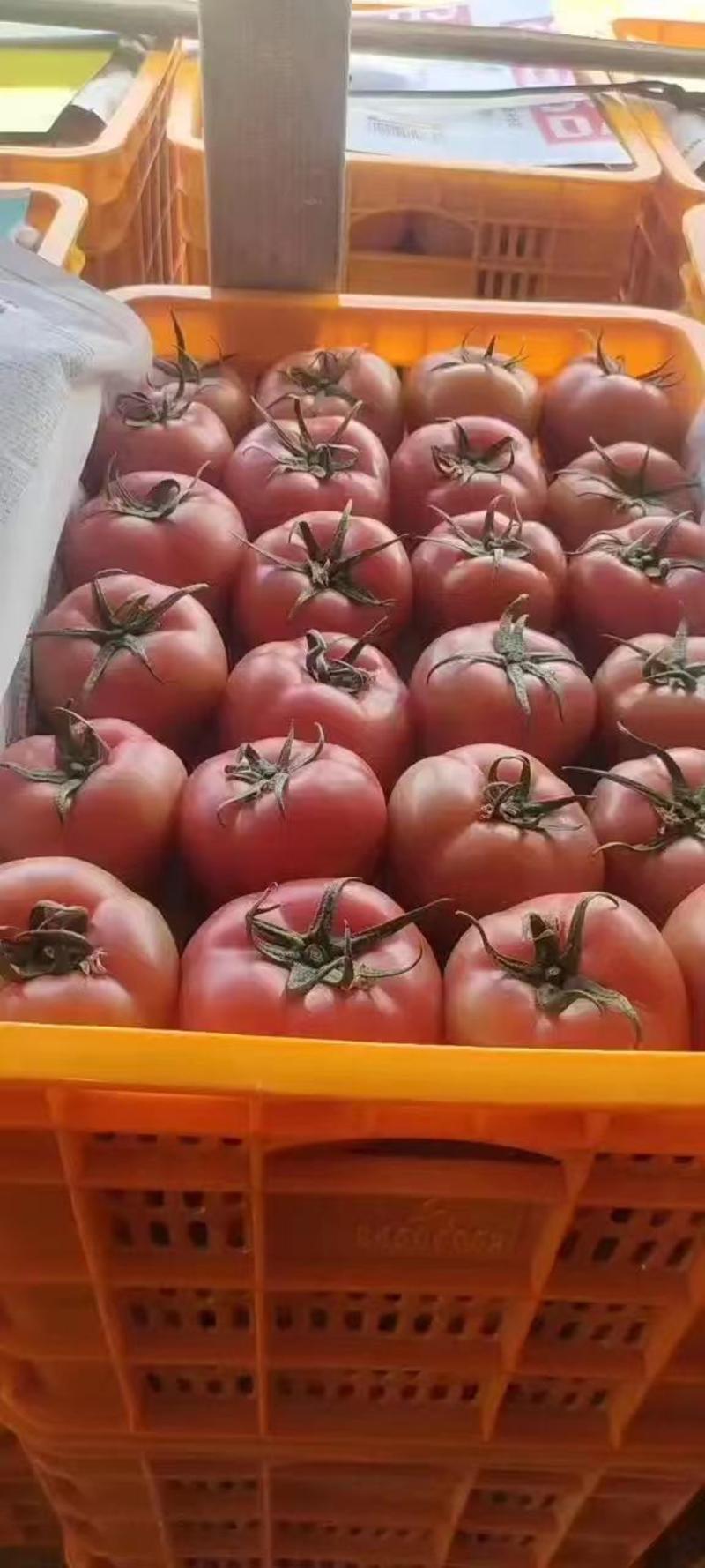 西红柿番茄，一手货源量大从优，产地直供，现摘现发电联洽谈
