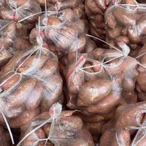 精品红薯龙九红薯货源充足量大从优一手货源欢迎咨询