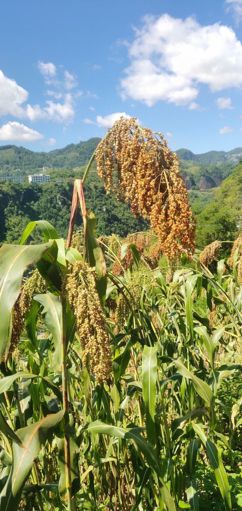 销售各品种大小颗粒糯高粱，欢迎酒厂、贸易商对接合作。