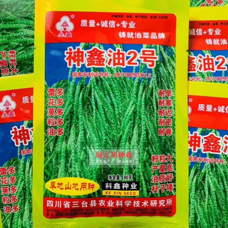 神鑫油2号油菜种子旱地山地用种籽粒大产量高矮杆油菜