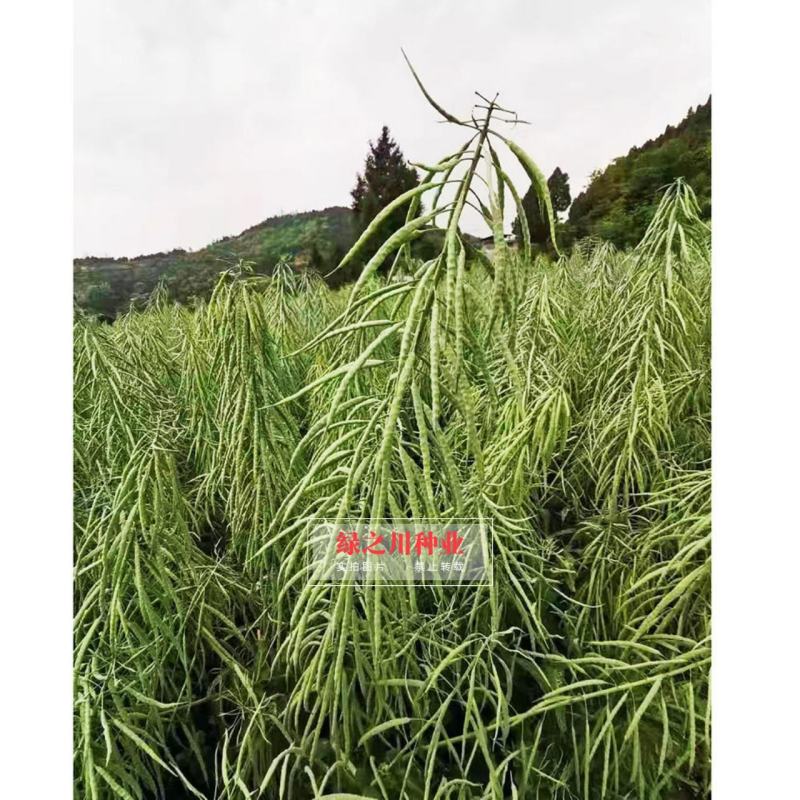 神鑫油2号油菜种子旱地山地用种籽粒大产量高矮杆油菜