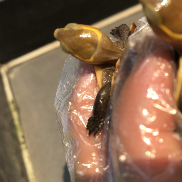 安缘苗2022