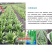 四季种植大棵香油麦菜种子尖叶速生叶菜种子脆嫩鲜香油麦菜