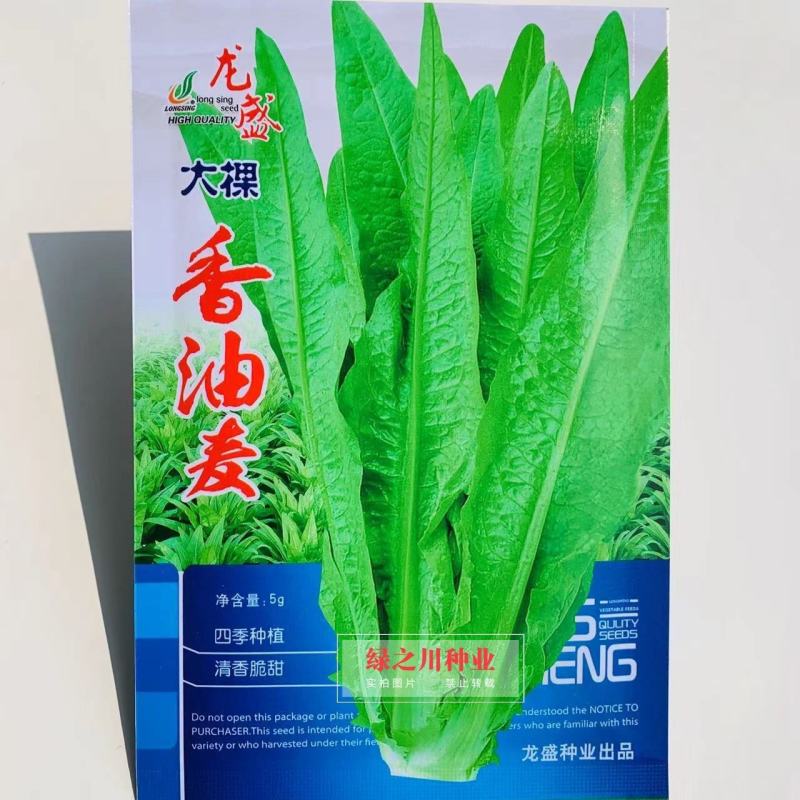 四季种植大棵香油麦菜种子尖叶速生叶菜种子脆嫩鲜香油麦菜