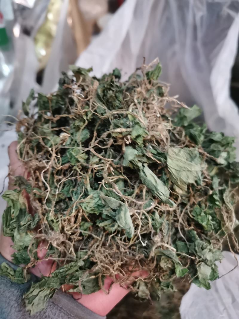 青天葵，半边伞全干货，云南腾冲产地一手货源