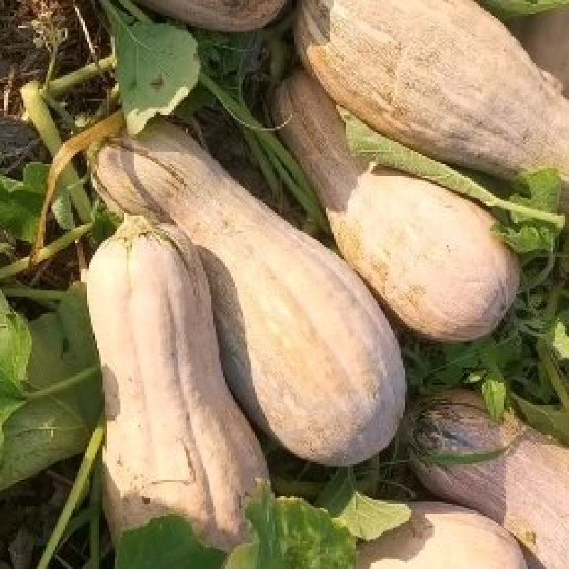 蜜本南瓜，湖北，露天蜜本南瓜。大量上市中货源充足。