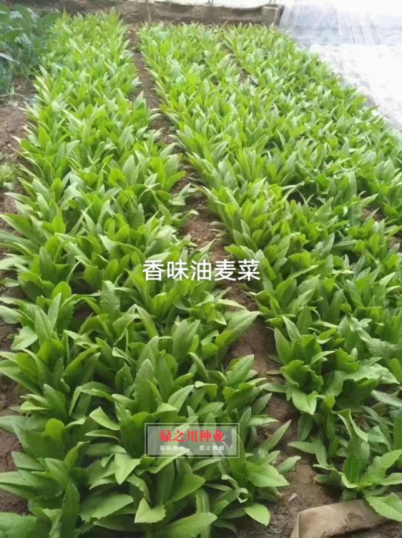 绿亨香味油麦菜种子香味浓，口感脆嫩耐寒耐热四季油麦菜