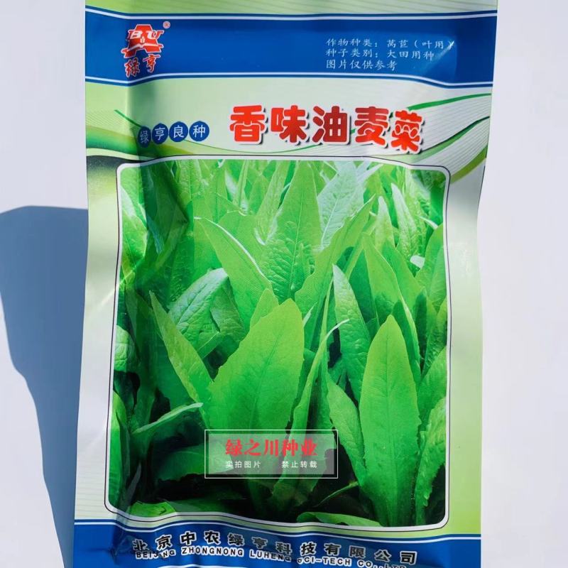 绿亨香味油麦菜种子香味浓，口感脆嫩耐寒耐热四季油麦菜