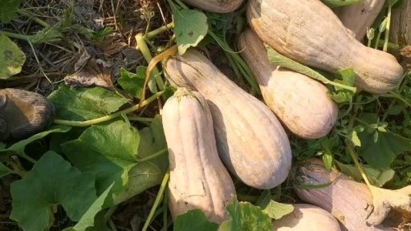 蜜本南瓜，湖北，露天蜜本南瓜。大量上市中货源充足。