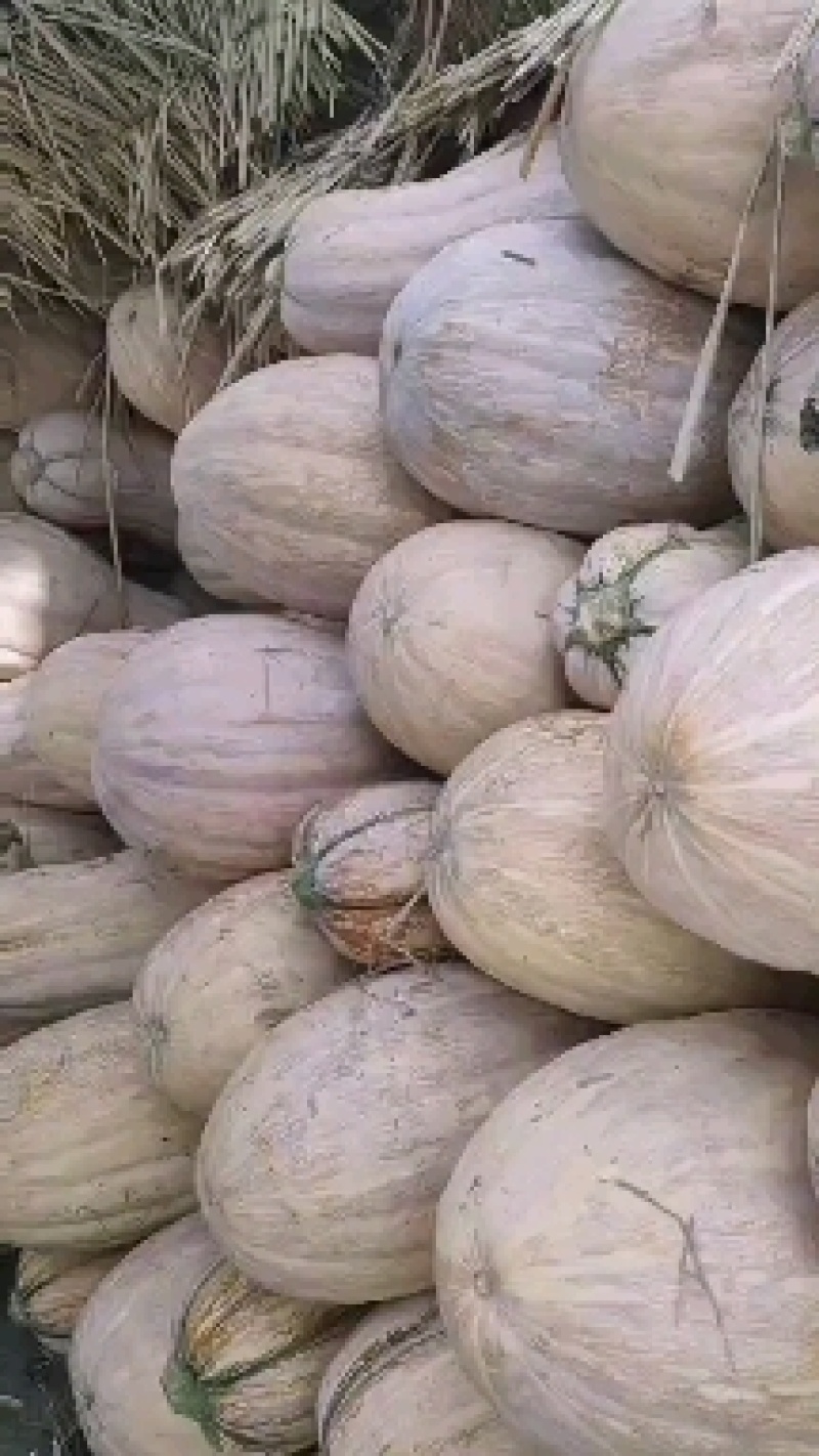 蜜本南瓜，湖北，露天蜜本南瓜。大量上市中货源充足。