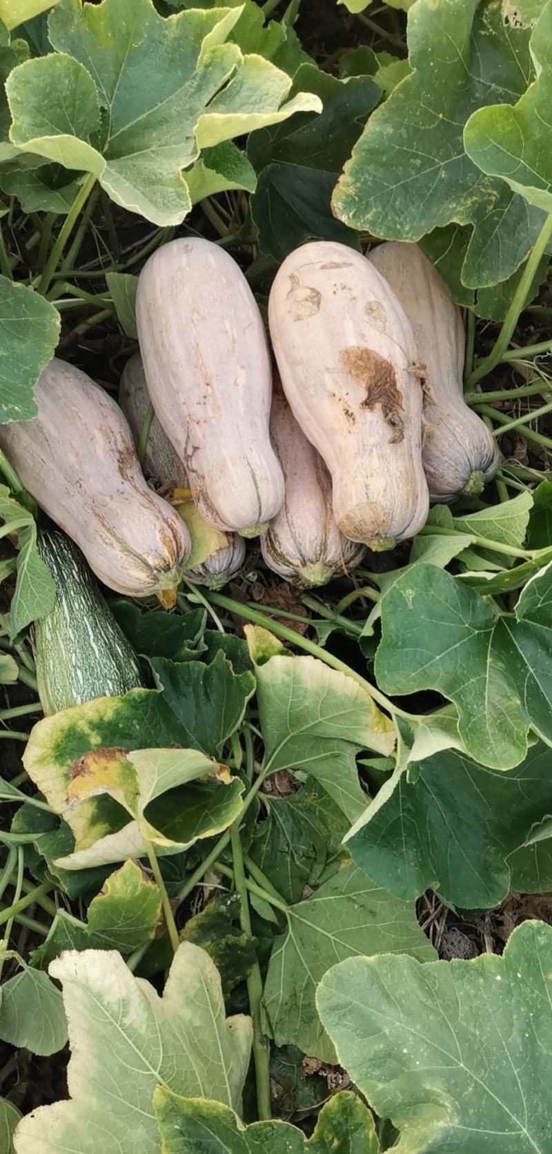 蜜本南瓜，湖北，露天蜜本南瓜。大量上市中货源充足。