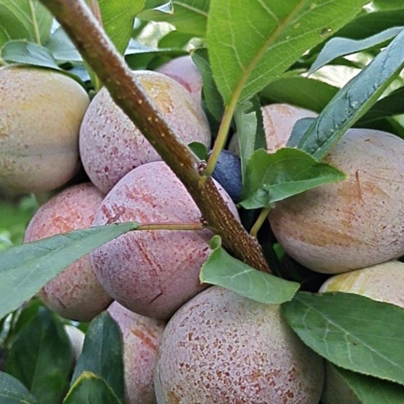 小芙蓉李子青脆李子量大价优欢迎进店咨询选购
