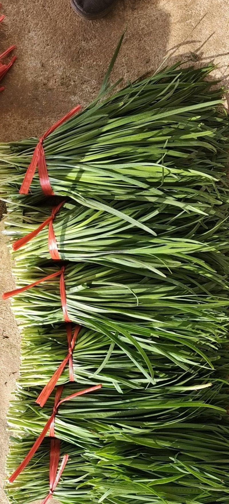 广东徐闻精品韭菜，大量上市