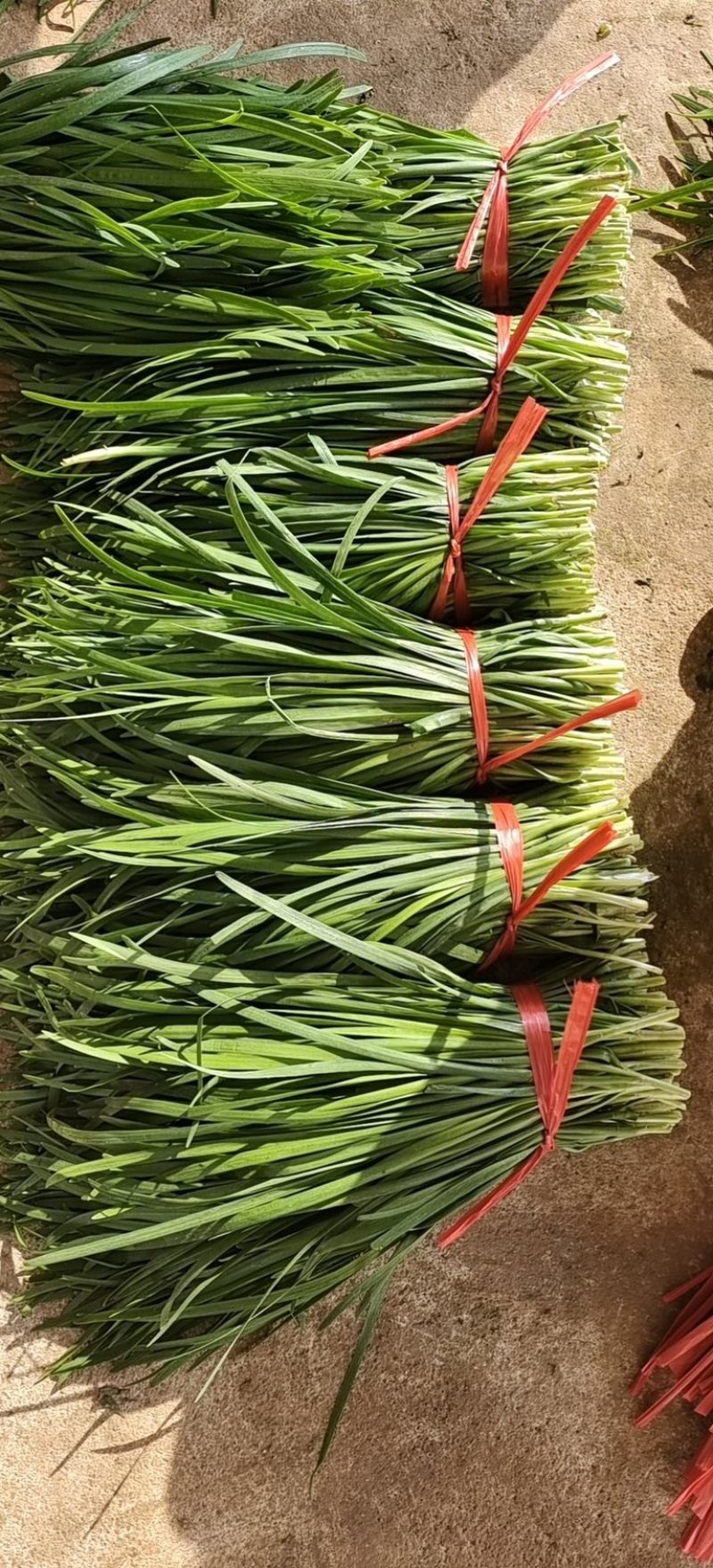 广东徐闻精品韭菜，大量上市