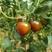 奥利紫桃特色番茄种子脐部自然凸起产量高易管理抗病