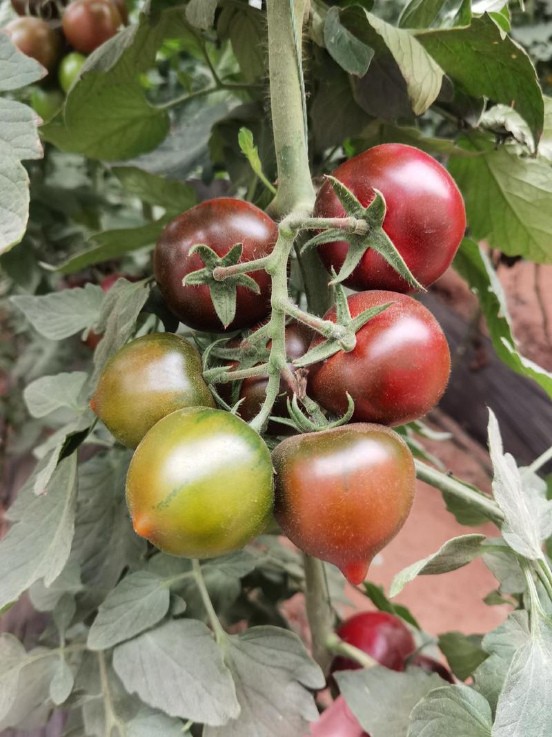奥利紫桃特色番茄种子脐部自然凸起产量高易管理抗病