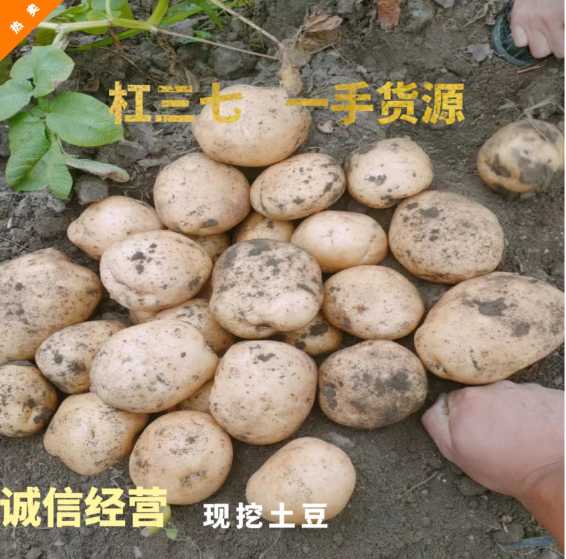 吉林扶余黄心土豆，产地直发，货源充足，保质保量
