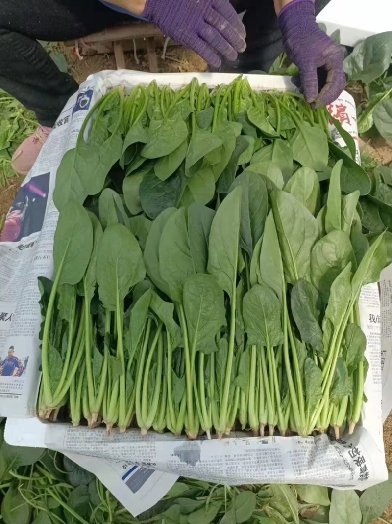 【实力推荐】专业供应三排到两排泡沫箱菠菜，打捆的菠菜