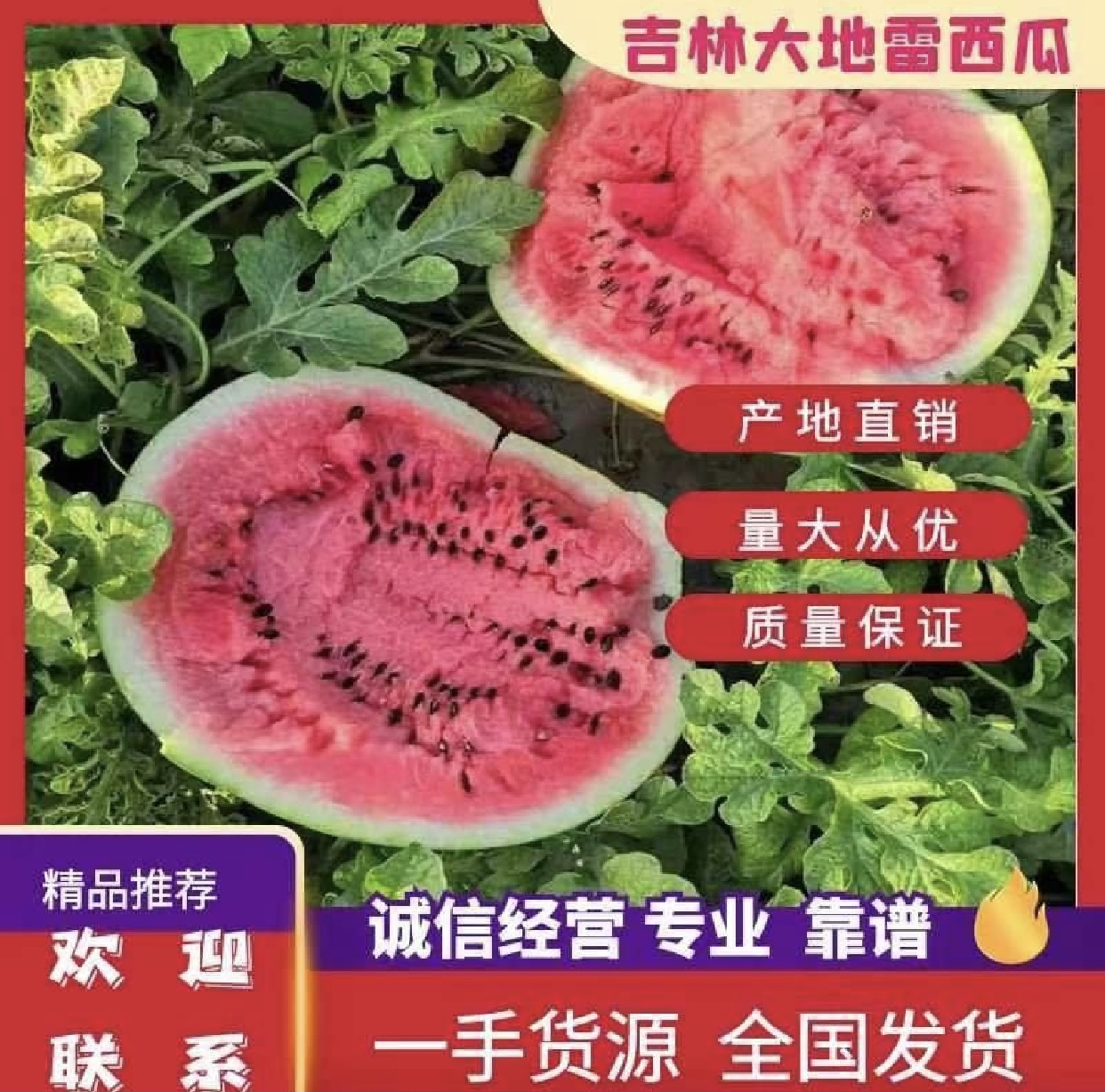 [京欣西瓜批发]吉林松原乾安县西瓜 0.15元/斤吉林地雷园瓜大 _ 一亩田