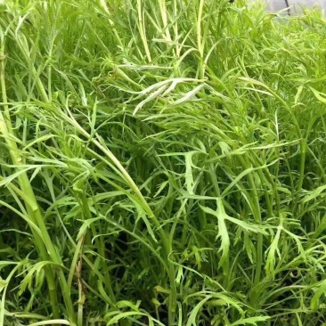 江苏芦蒿黎蒿青白蒿，毛蒿…有需要可联系，欢迎采购合作