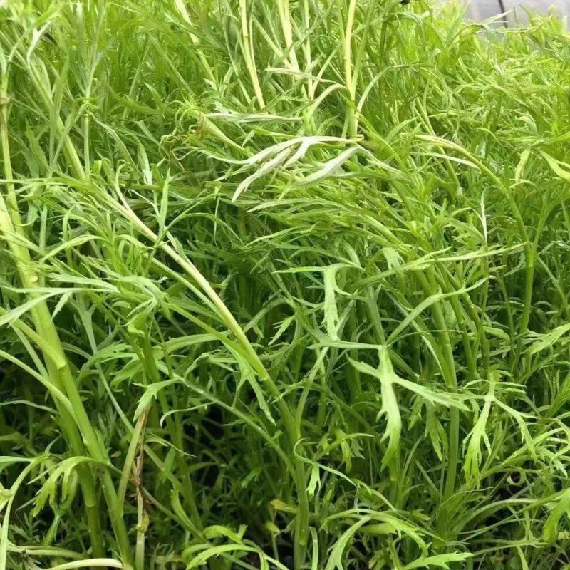 江苏芦蒿黎蒿青白蒿，毛蒿…有需要可联系，欢迎采购合作