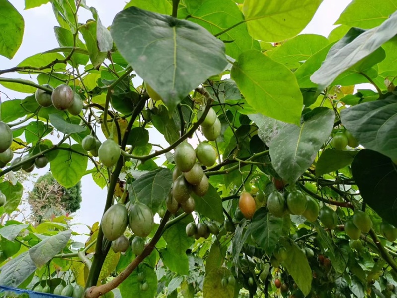 树酸茄（鸡蛋果）