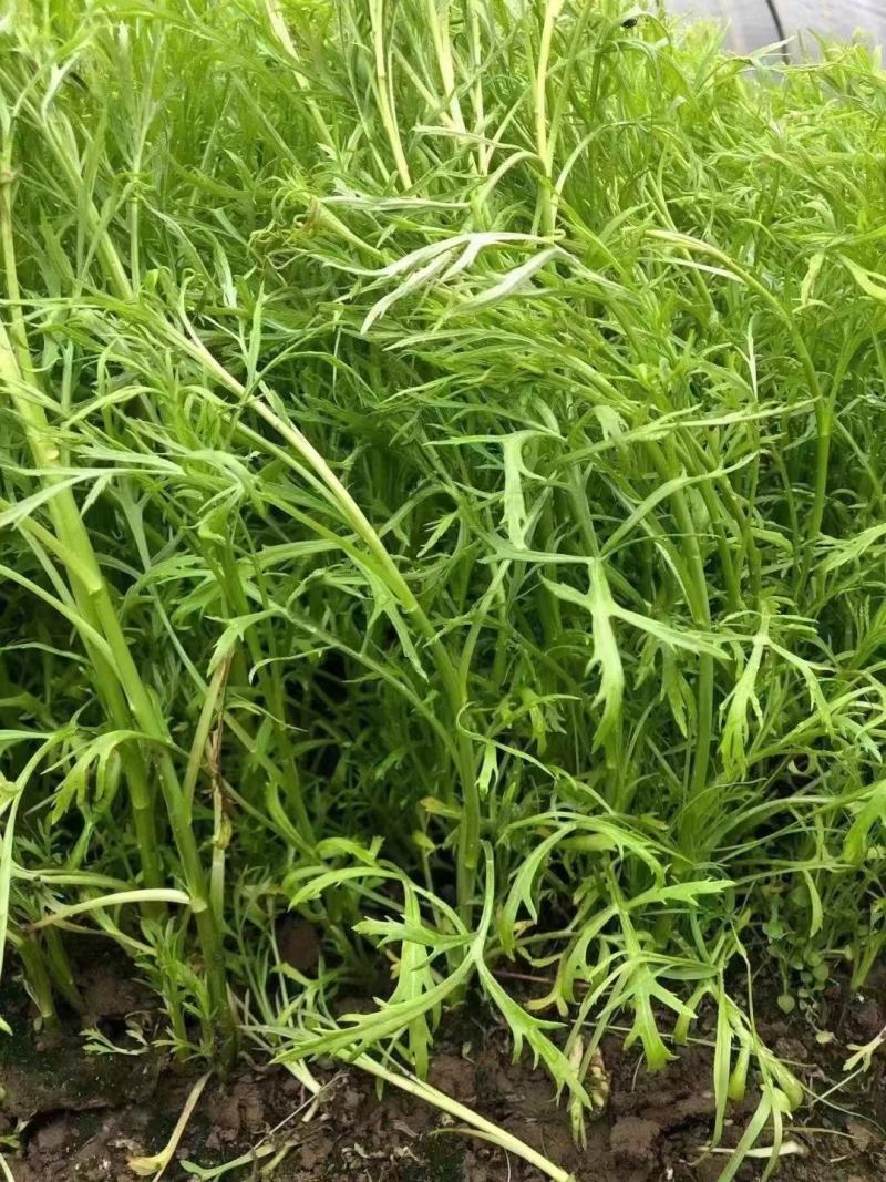 江苏芦蒿黎蒿青白蒿，毛蒿…有需要可联系，欢迎采购合作