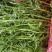 江苏芦蒿黎蒿青白蒿，毛蒿…有需要可联系，欢迎采购合作