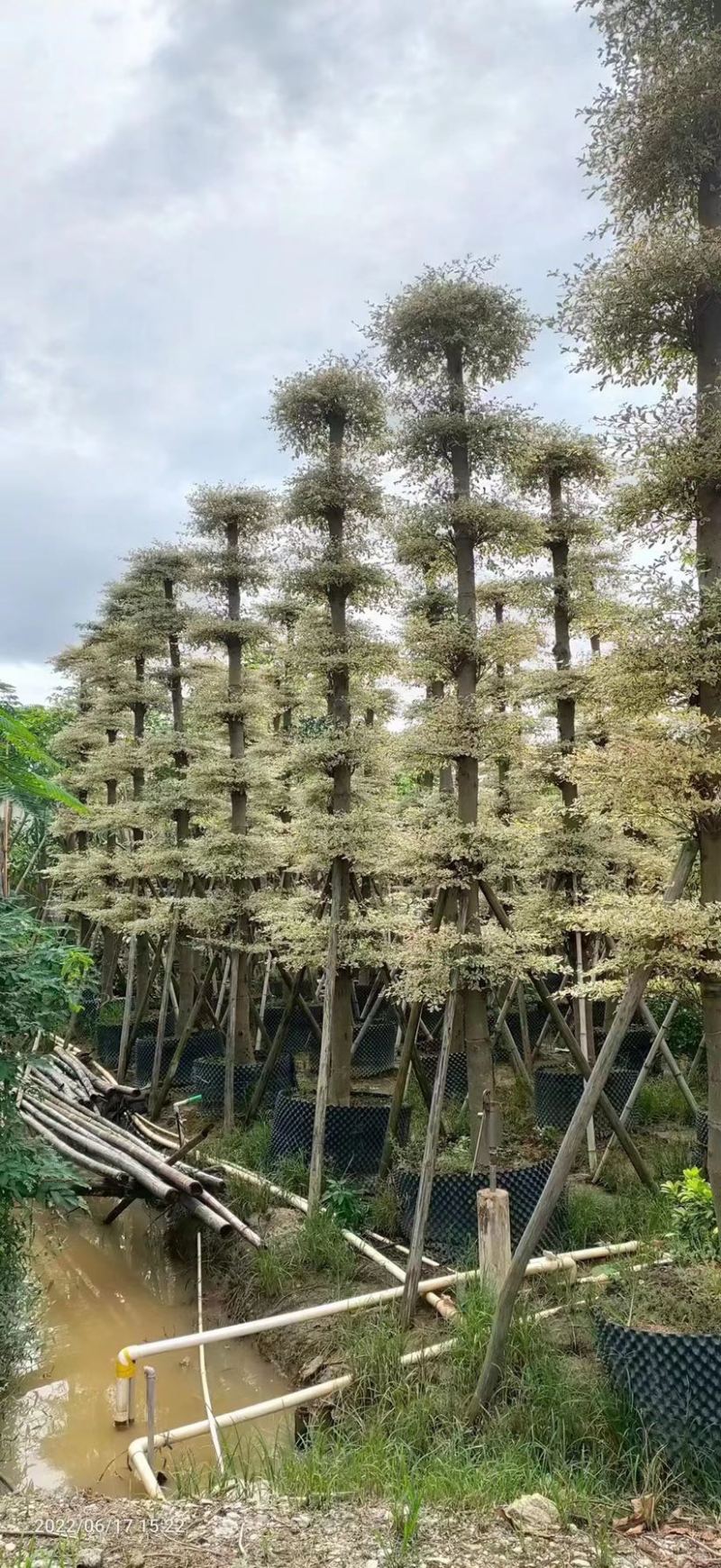 锦叶榄仁8-10-12-15公分大量现货供应，有需要联系