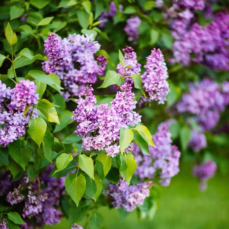 丁香花树苗浓香花卉盆栽室内外庭院别墅绿化风景植物四季开花