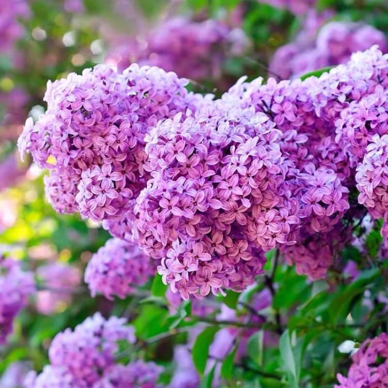 丁香花树苗浓香花卉盆栽室内外庭院别墅绿化风景植物四季开花