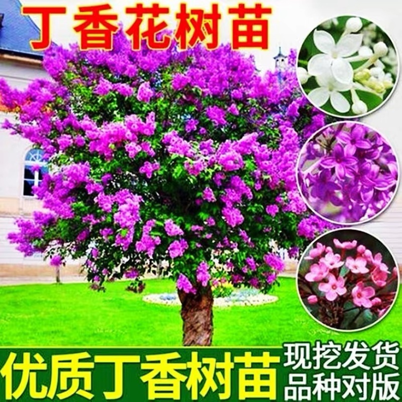 丁香花树苗浓香花卉盆栽室内外庭院别墅绿化风景植物四季开花