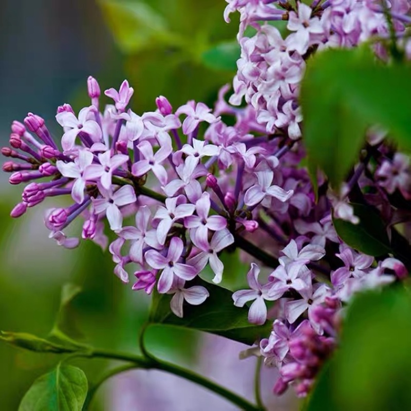 丁香花树苗浓香花卉盆栽室内外庭院别墅绿化风景植物四季开花