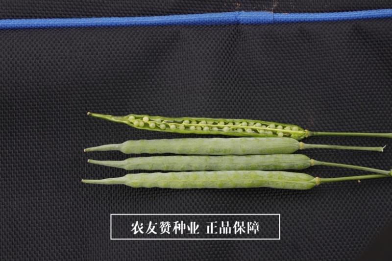 南马德超油000特高产油菜种子含油量50.12%抗病抗倒