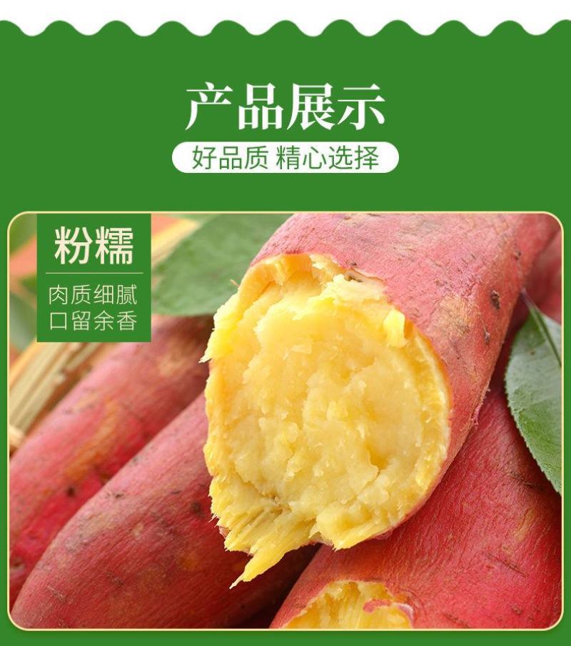 【通货】周口红薯9号粉糯香甜供应市场/商超/电商