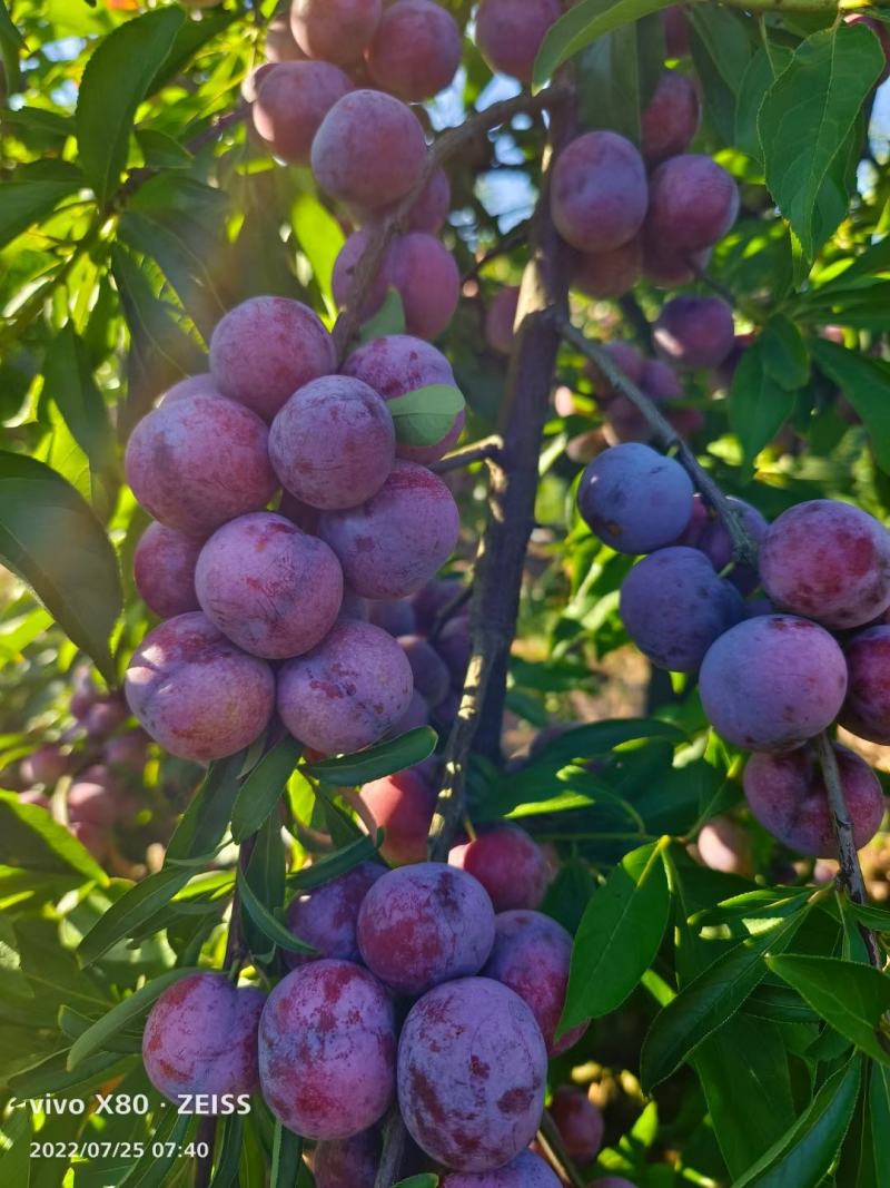 珍珠李脆皮嫩肉可口的瑶山果