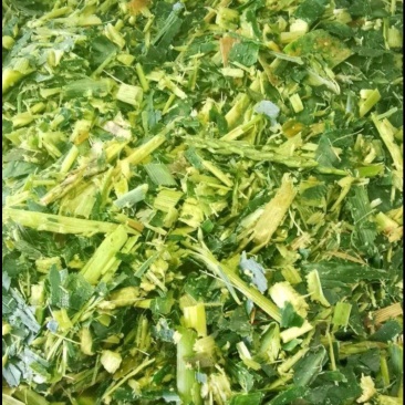 大量供应玉米秸秆牛马饲料厂加工厂专用