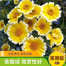 莱雅菊花卉种子耐寒春秋开花荷包鸡蛋花室内盆栽庭院四季易种