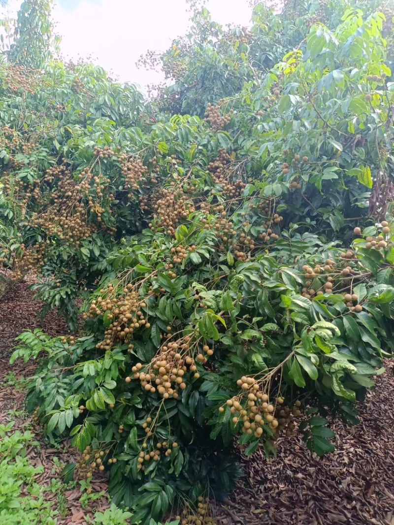 石硖龙眼基地