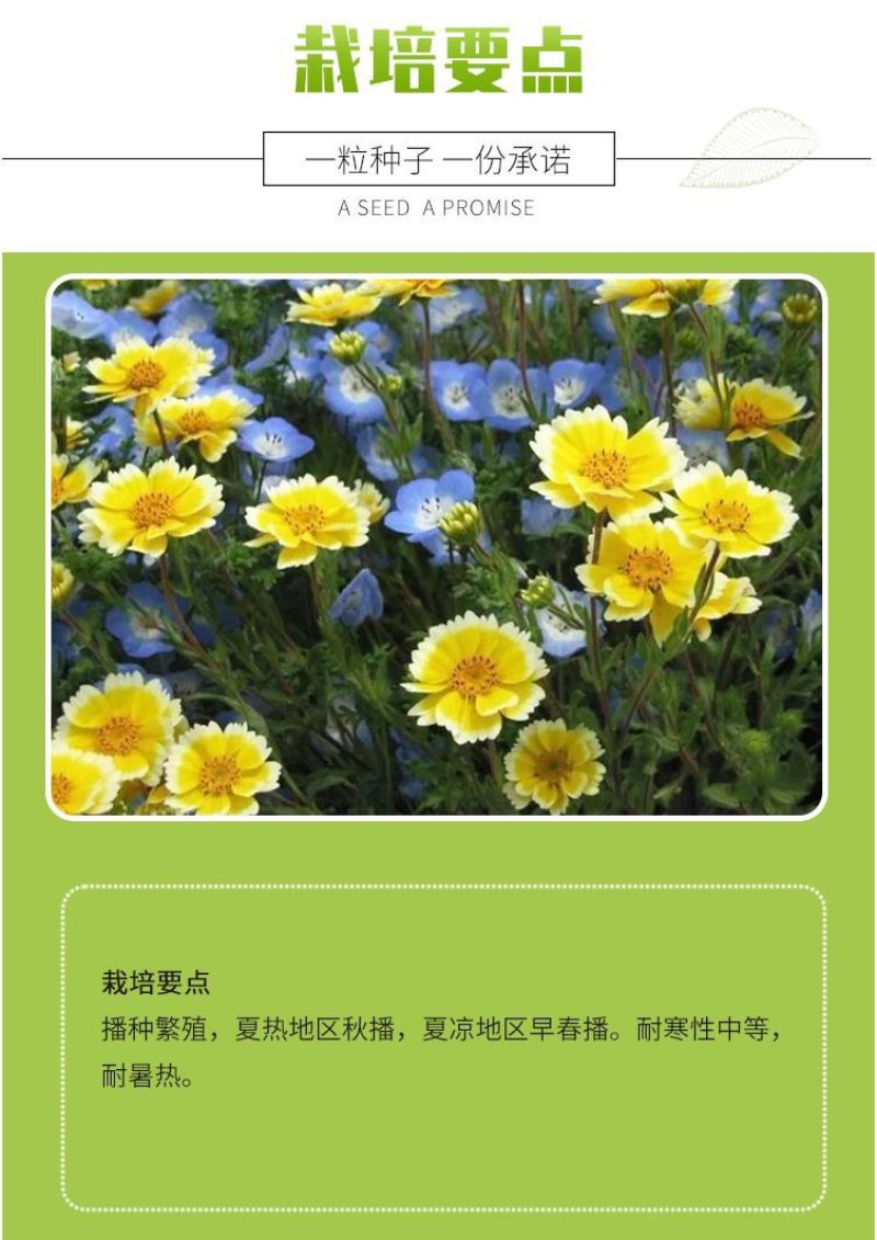 莱雅菊花卉种子耐寒春秋开花荷包鸡蛋花室内盆栽庭院四季易种