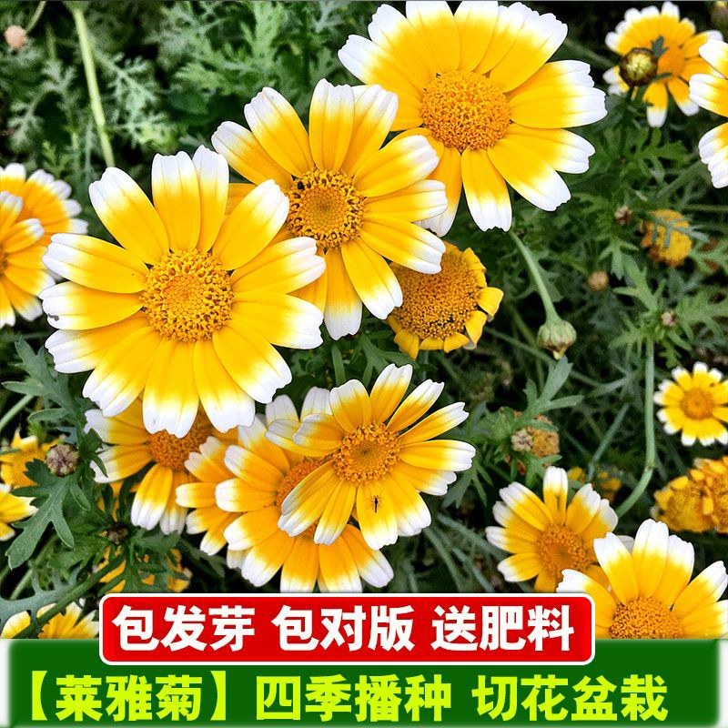 莱雅菊花卉种子耐寒春秋开花荷包鸡蛋花室内盆栽庭院四季易种