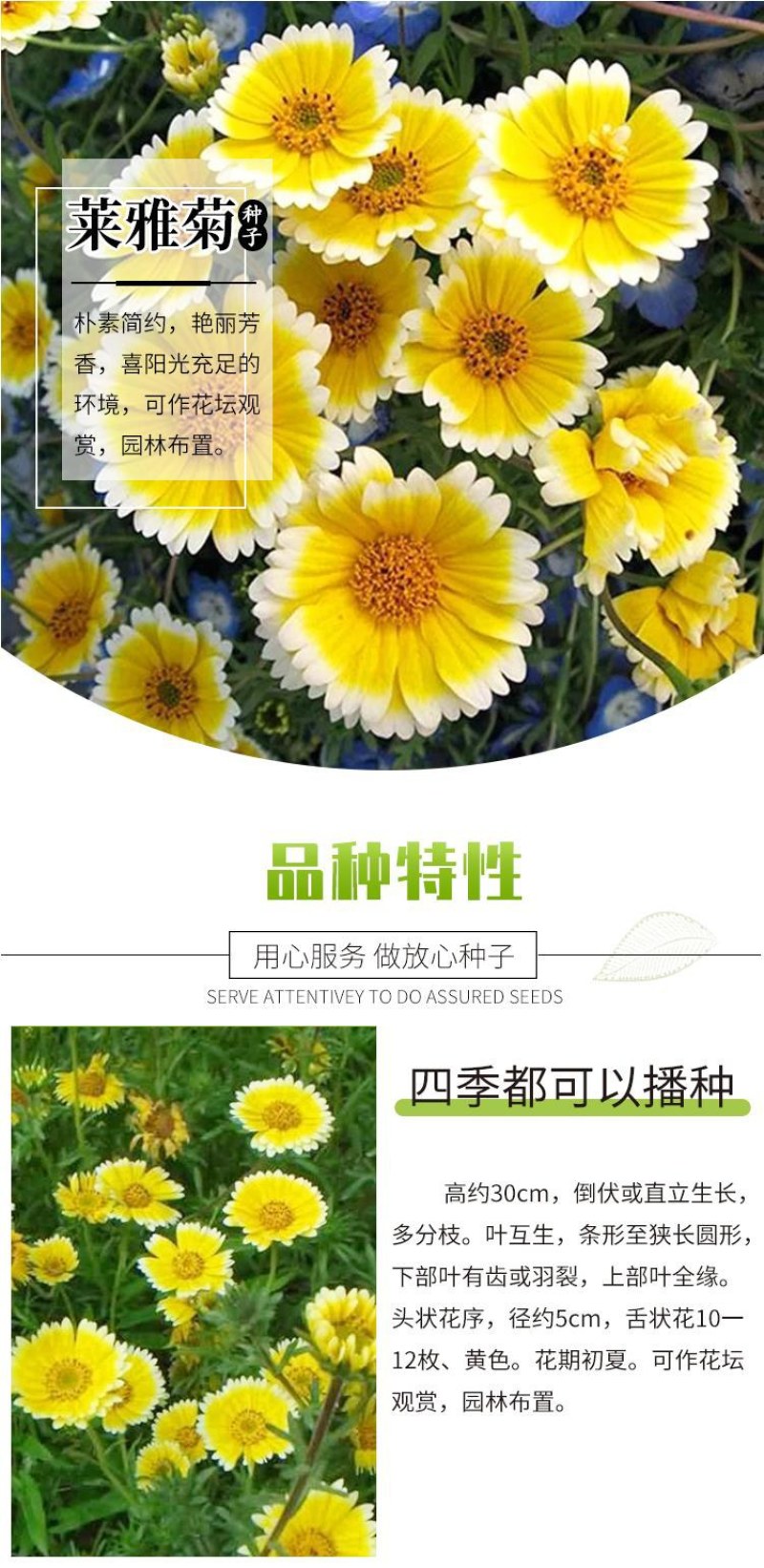 莱雅菊花卉种子耐寒春秋开花荷包鸡蛋花室内盆栽庭院四季易种