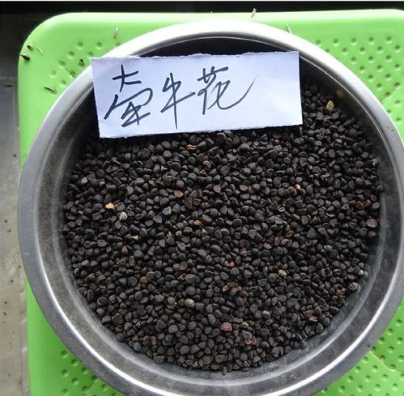 莱雅菊花卉种子耐寒春秋开花荷包鸡蛋花室内盆栽庭院四季易种