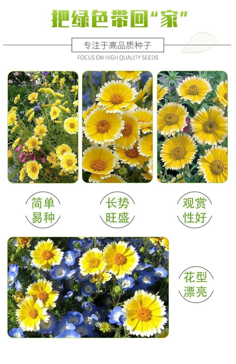 莱雅菊花卉种子耐寒春秋开花荷包鸡蛋花室内盆栽庭院四季易种