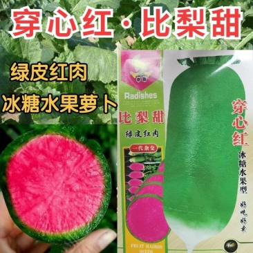 穿心红绿皮红肉萝卜种子比梨甜红心水果萝卜种子甜脆多汁