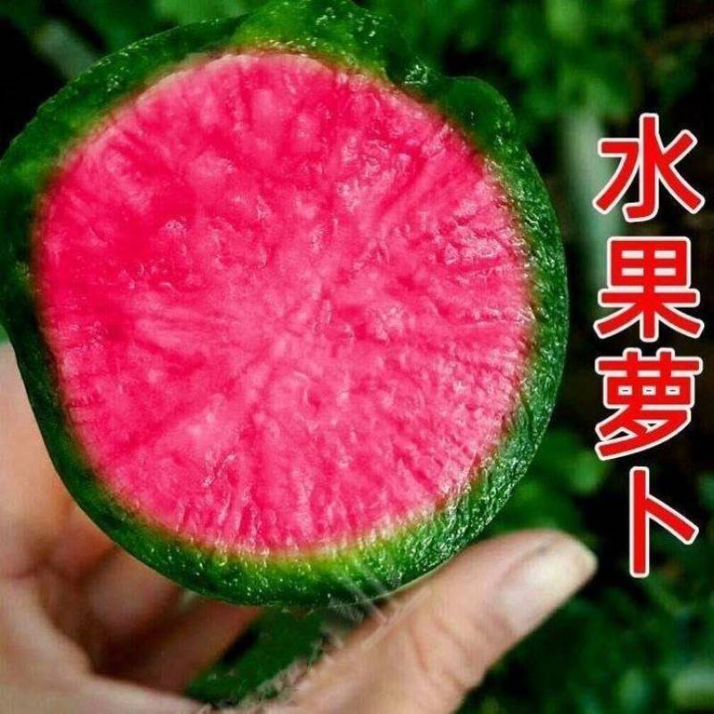穿心红绿皮红肉萝卜种子比梨甜红心水果萝卜种子甜脆多汁